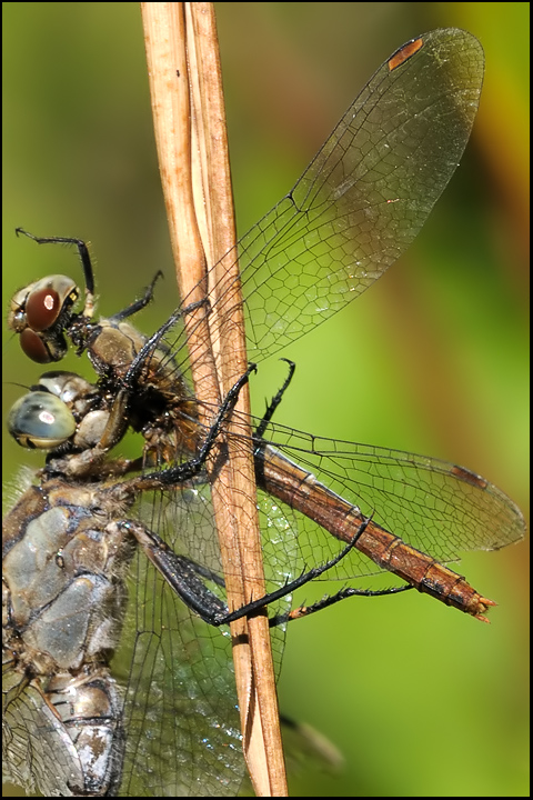 Orthetrum cancellatum vs Sympetrum... depressiusculum ???